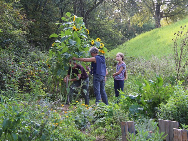 Im kleinen Kräutergarten wachsen auch Sonnenblumen.